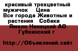 красивый трехцветный мужичок  › Цена ­ 10 000 - Все города Животные и растения » Собаки   . Ямало-Ненецкий АО,Губкинский г.